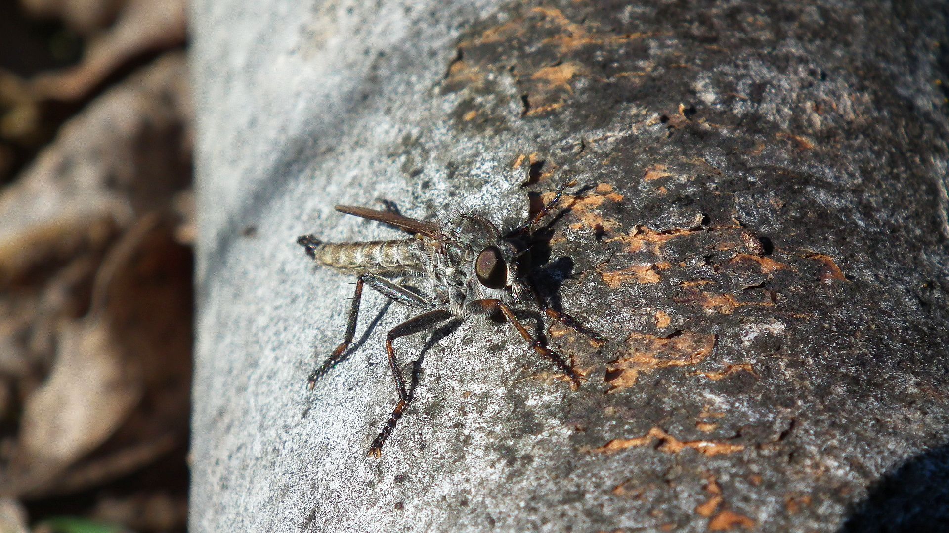 Łowiec czarniawy (Machimus atricapillus)