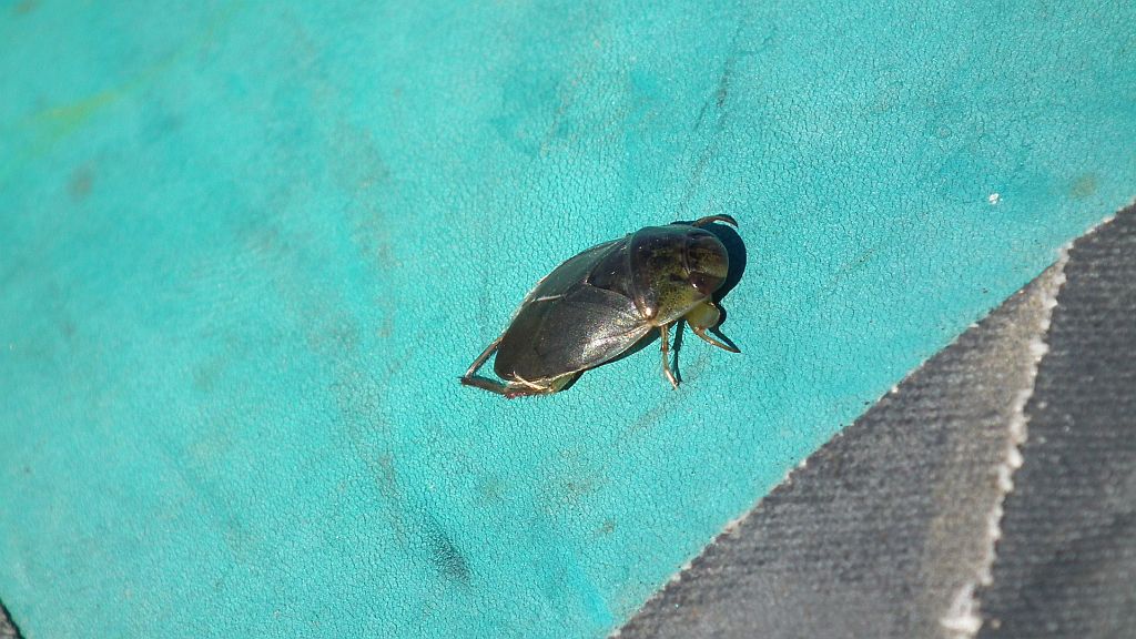 Żyrytwa pluskwowata (Ilyocoris cimicoides)