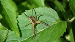 Dolomedes sp. (fimbriatus)
