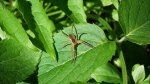 Dolomedes sp. (fimbriatus)