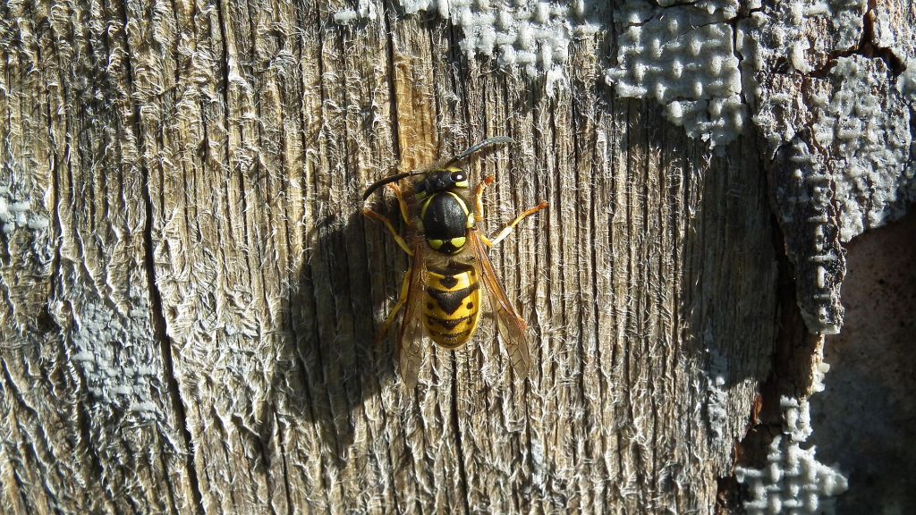 Osa dachowa (Vespula germanica)