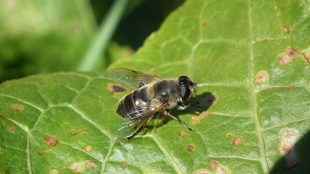 Gnojka trójkątówka (Eristalis nemorum)