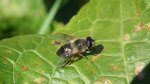 Gnojka trójkątówka (Eristalis nemorum)