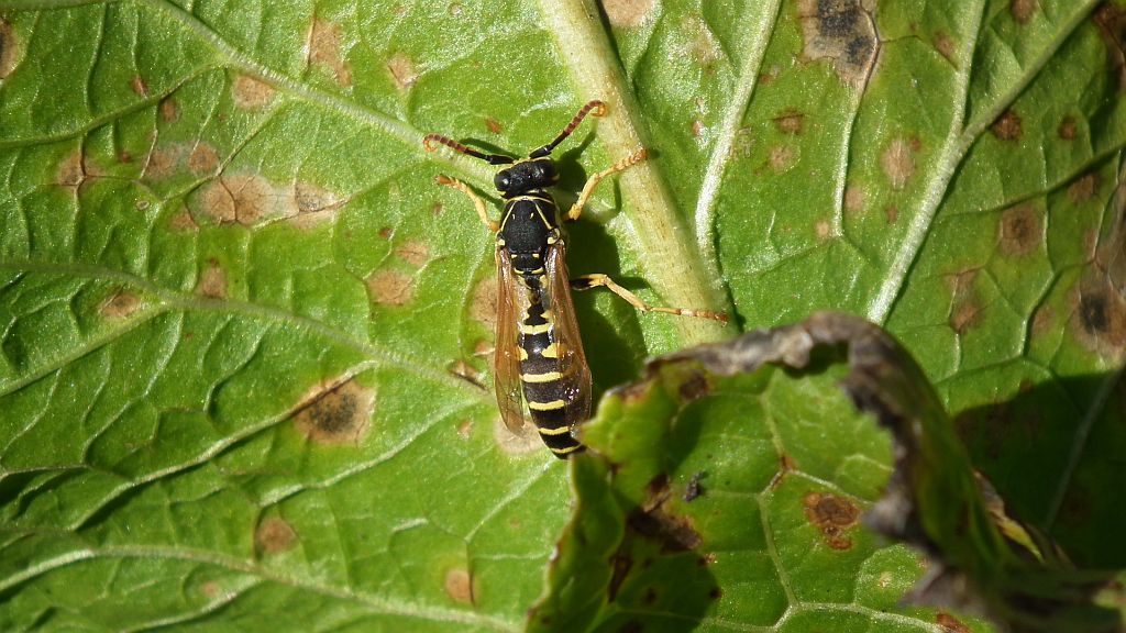Klecanka polna (Polistes biglumis)