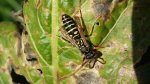 Klecanka polna (Polistes biglumis)