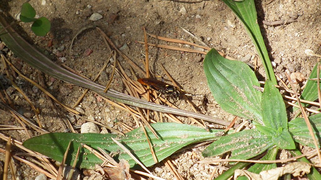 Przedstawiciel rodziny gąsienicznikowatych (Ichneumonidae)