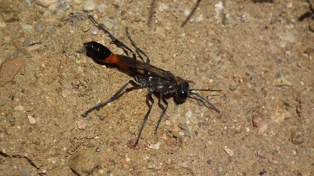 Szczerklina piaskowa (Ammophila sabulosa)