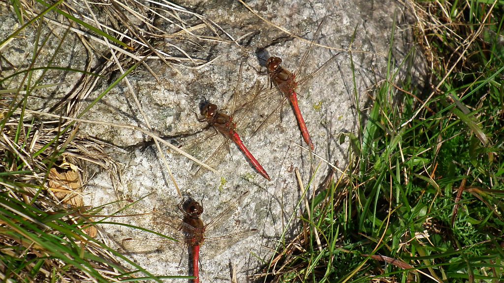 Szablak zwyczajny (Sympetrum vulgatum)