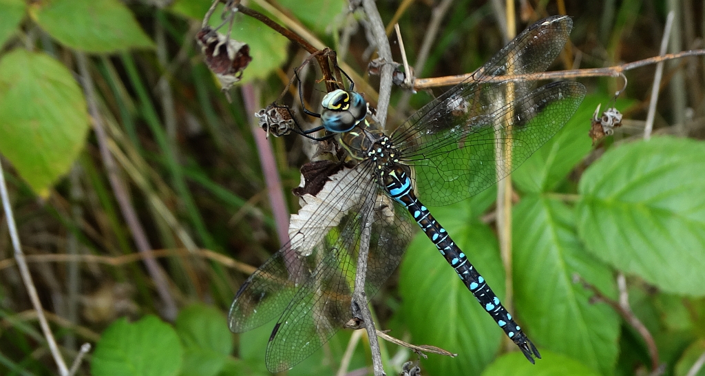 Żagnica jesienna (Aeshna mixta)