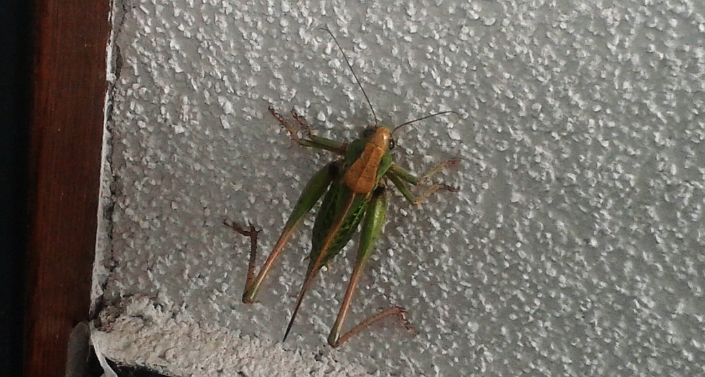 Łatczyn brodawnik (Decticus verrucivorus)