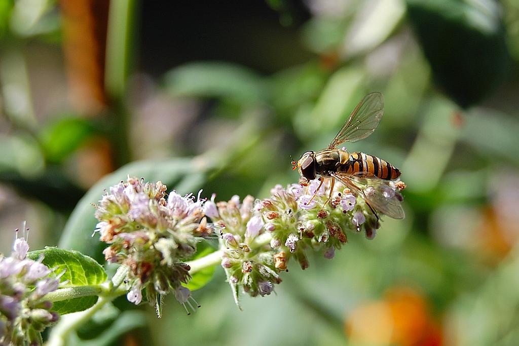 Bzygowate (Helophilus pendulus)