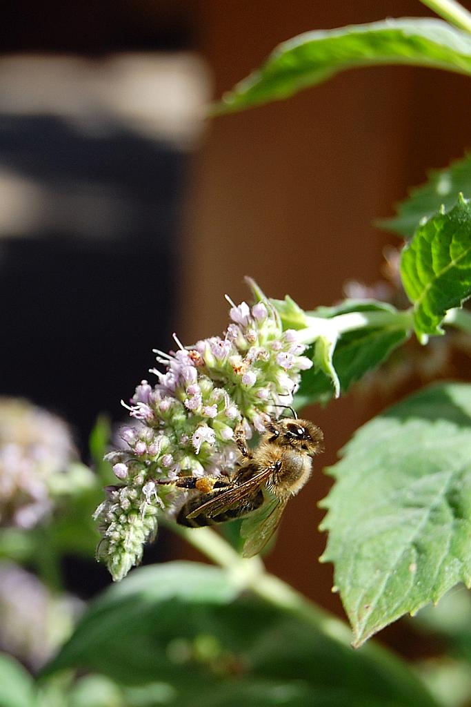 Pszczoła miodna (Apis mellifera L., syn. Apis mellifica L.)