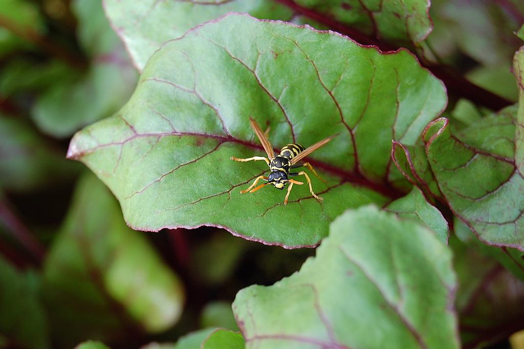 Klecanka rdzaworożna (Polistes gallicus)