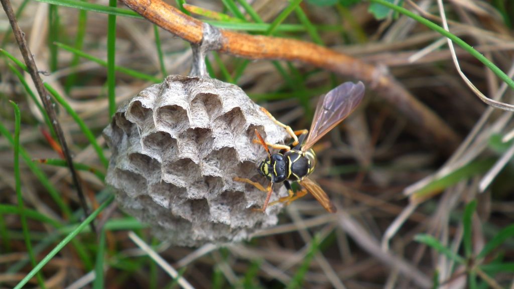 Klecanka polna (Polistes nimpha)