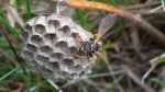 Klecanka polna (Polistes nimpha)