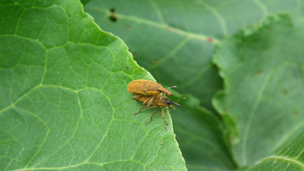 Kulczanka kosaćcówka (Lixus iridis)