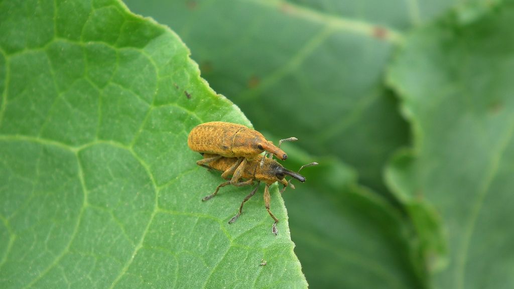Kulczanka kosaćcówka (Lixus iridis)