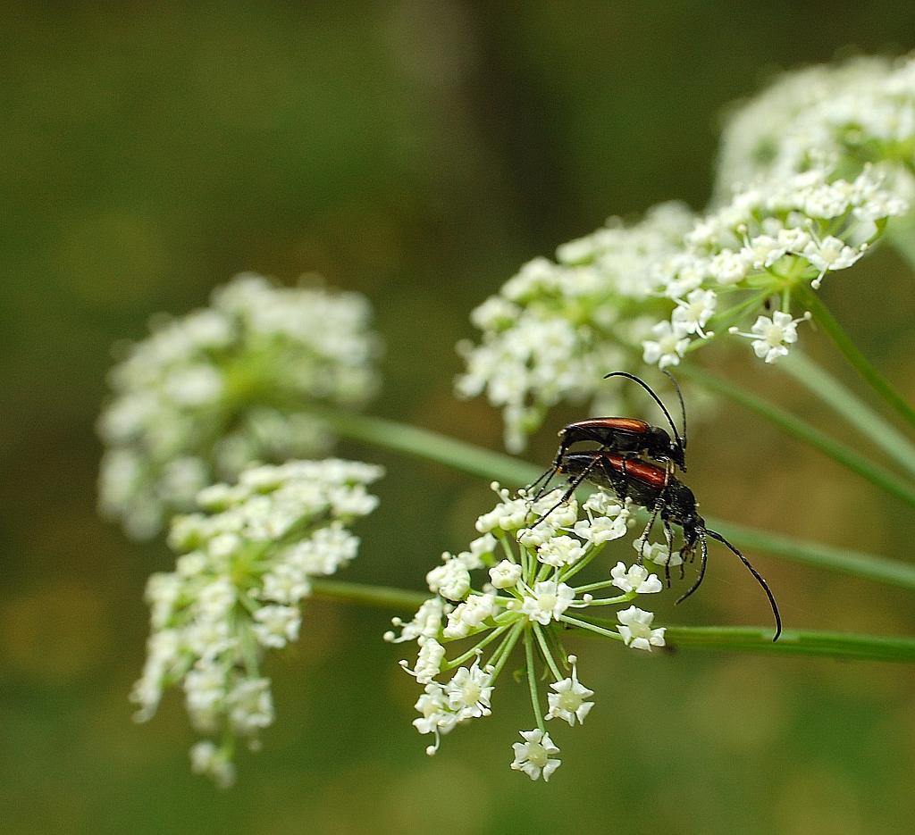 Strangalia czarniawa (Stenurella melanura)
