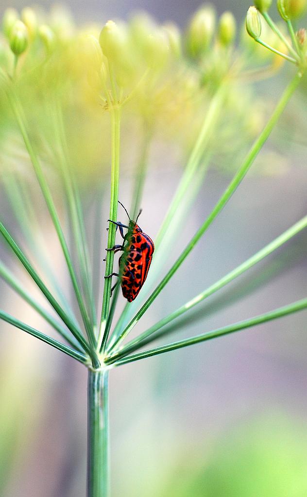 Strojnica baldaszkówka, strojnica włoska (Graphosoma lineatum)