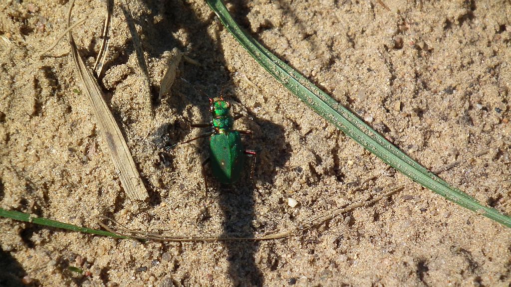 Trzyszcz polny (Cicindela campestris)