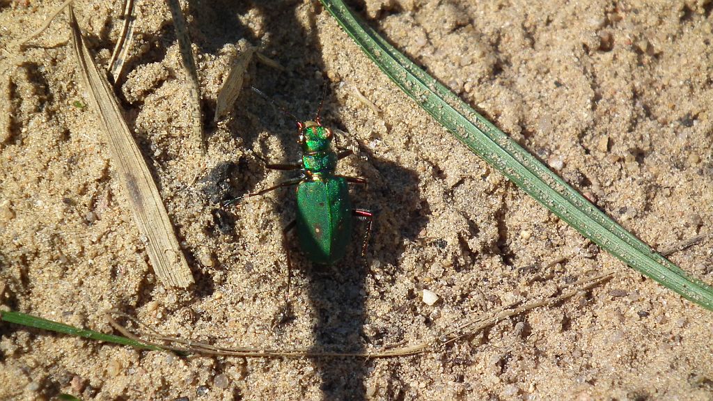 Trzyszcz polny (Cicindela campestris)