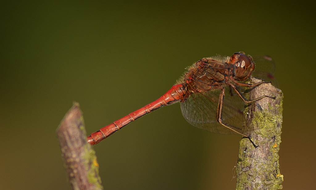 Szablak zwyczajny (Sympetrum vulgatum)