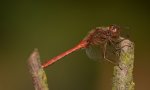 Szablak zwyczajny (Sympetrum vulgatum)