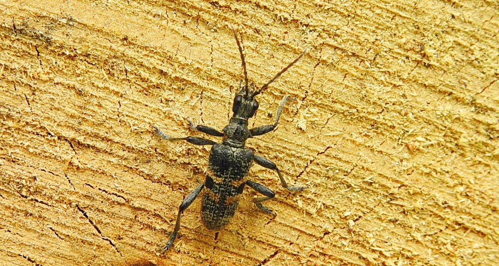 Rębacz szary (Rhagium mordax)