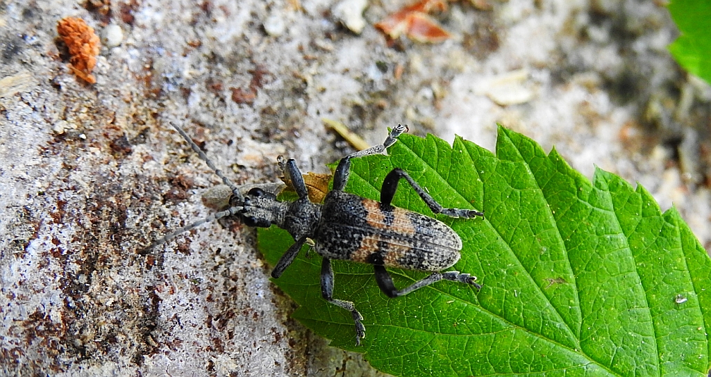 Rębacz szary (Rhagium mordax)