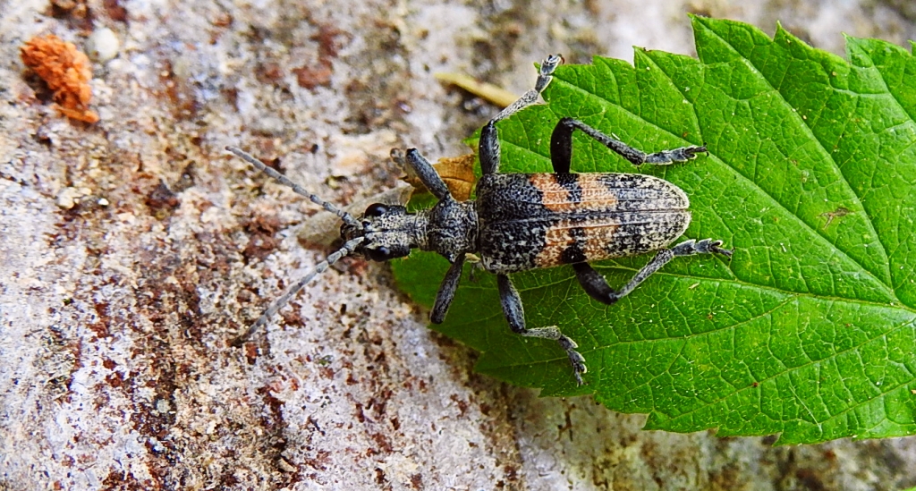 Rębacz szary (Rhagium mordax)
