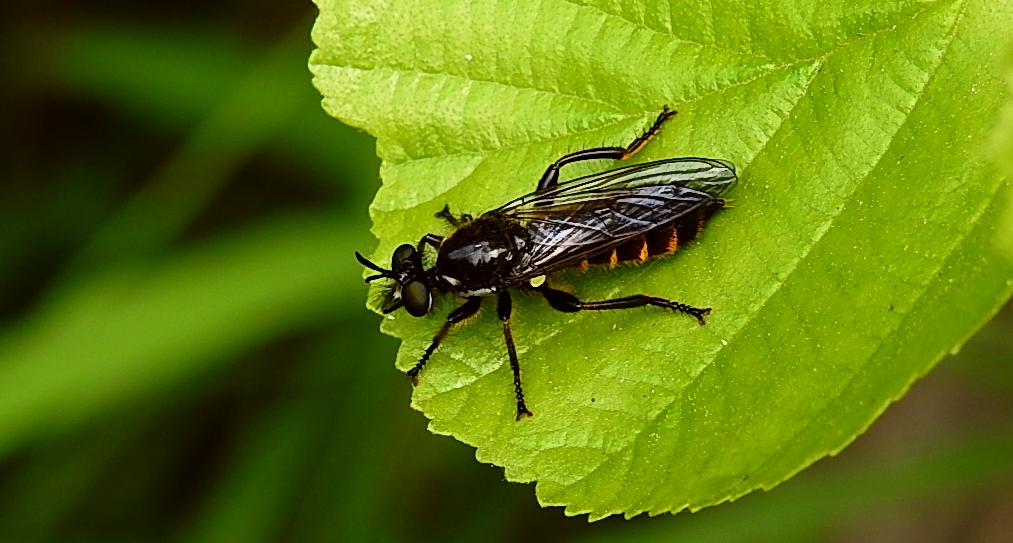 Wierzchołówka obrzeżona (Choerades marginata)
