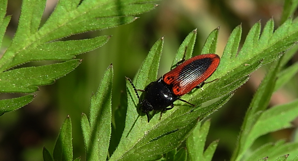 Sprężyk sosnowy (Ampedus sanguinolentus)