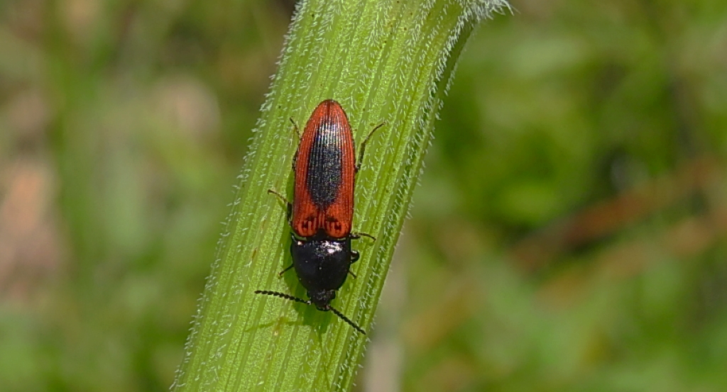 Sprężyk sosnowy (Ampedus sanguinolentus)