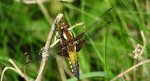 Ważka płaskobrzucha (Libellula depressa)