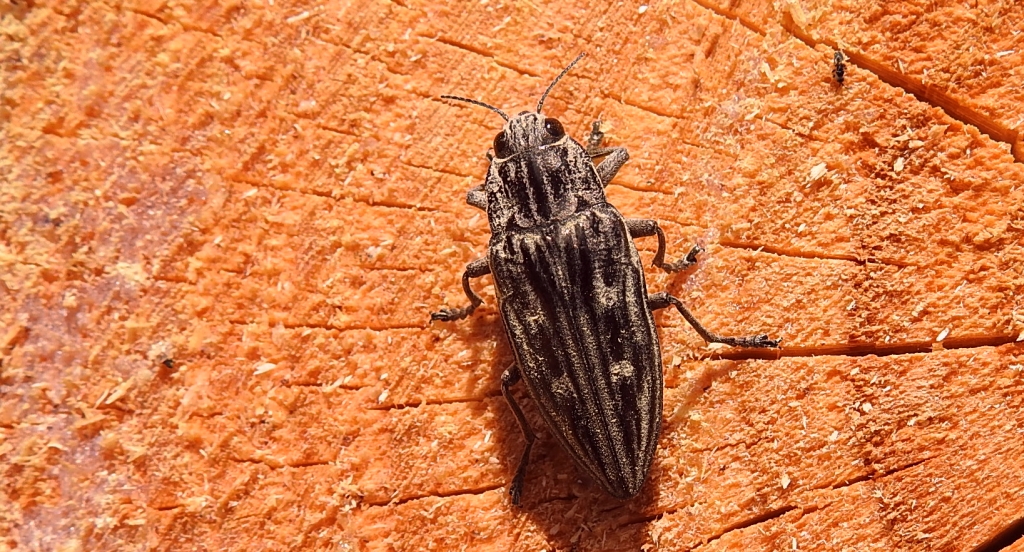 Miedziak sosnowiec (Chalcophora mariana)