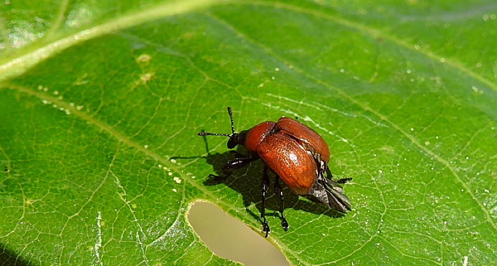 Podryj dębowiec (Attelabus nitens)