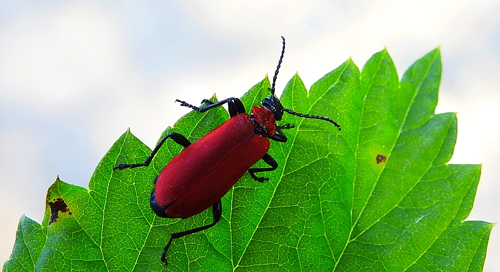 Ogniczek większy (Pyrochroa coccinea)