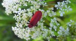 Ogniczek większy (Pyrochroa coccinea)