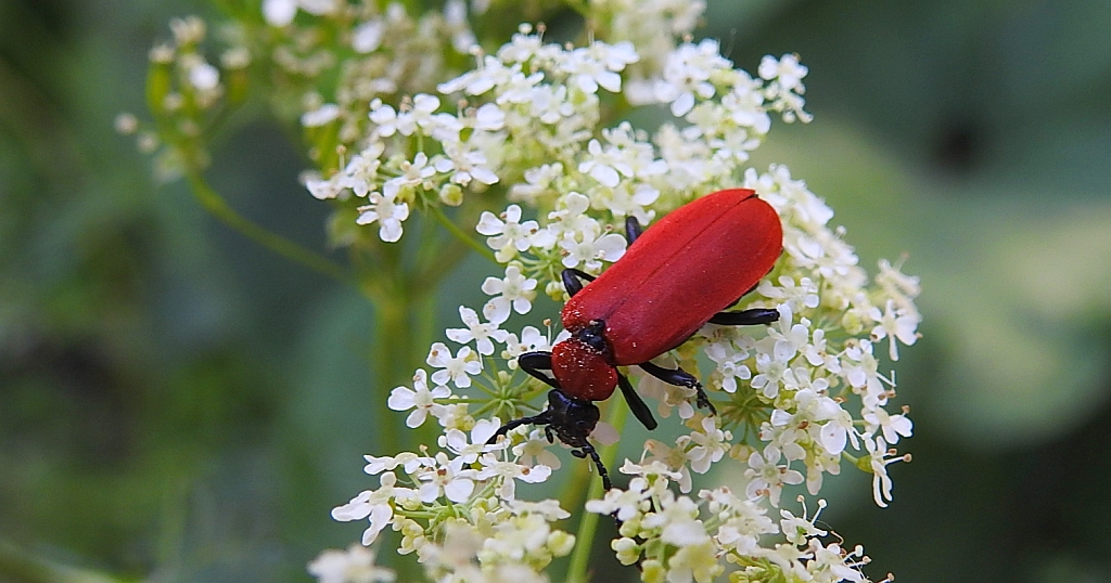 Ogniczek większy (Pyrochroa coccinea)