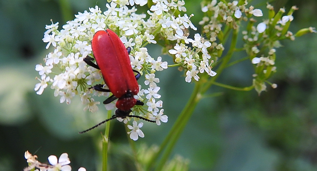 Ogniczek większy (Pyrochroa coccinea)