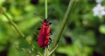 Ogniczek większy (Pyrochroa coccinea)