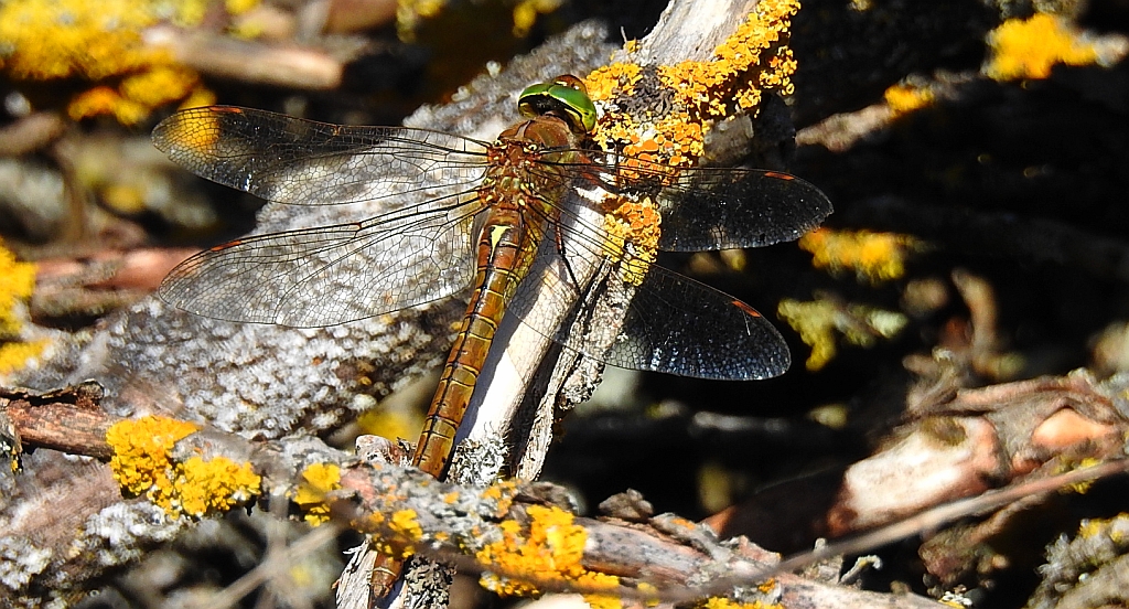 Żagnica /żagiew/ ruda Aeshna isoceles