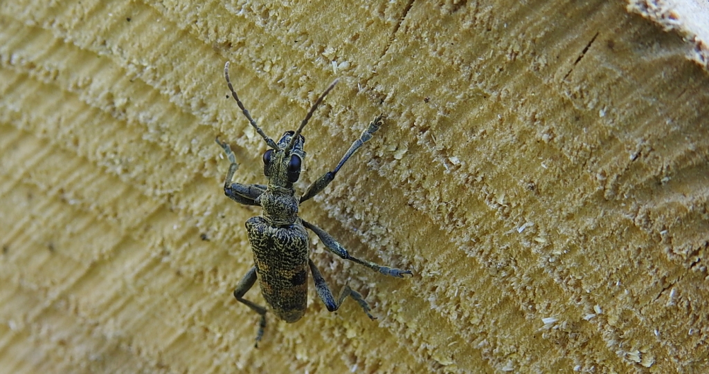 Rębacz pniowiec (Rhagium mordax)