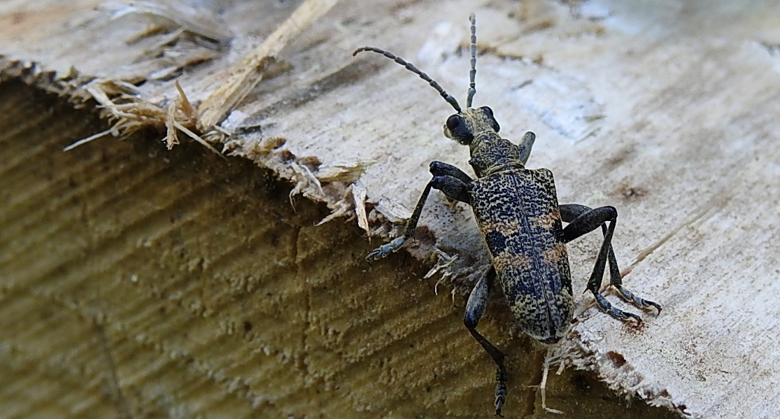Rębacz pniowiec (Rhagium mordax)