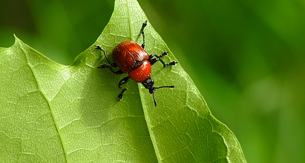 Podryj dębowiec (Attelabus nitens)