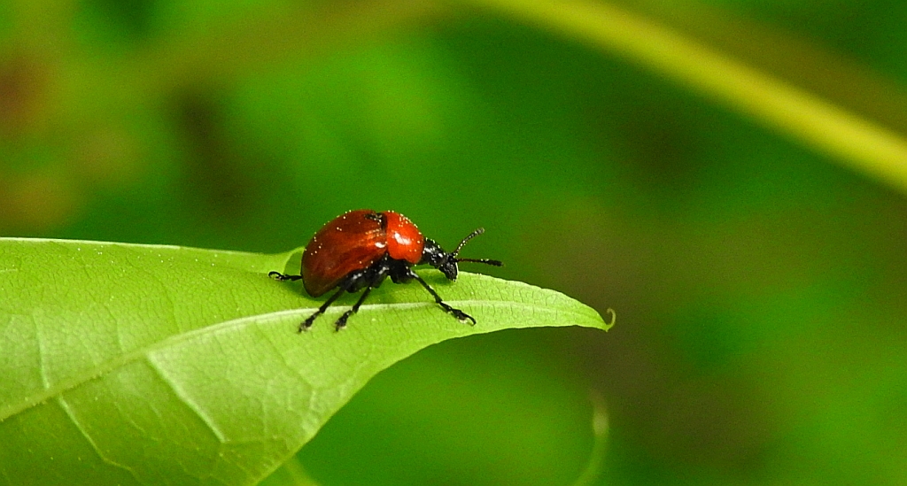 Podryj dębowiec (Attelabus nitens)