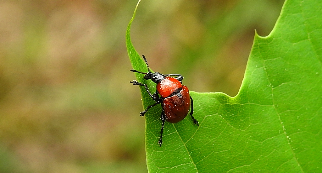 Podryj dębowiec (Attelabus nitens)