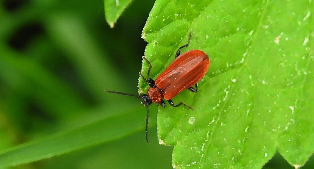 Ogniczek większy (Pyrochroa coccinea)