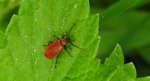 Ogniczek większy (Pyrochroa coccinea)