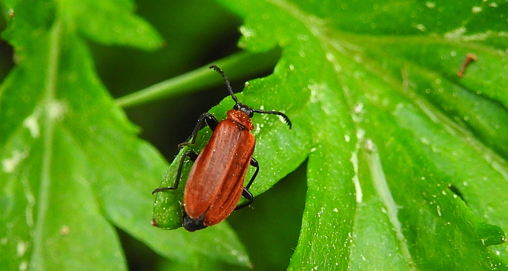 Ogniczek większy (Pyrochroa coccinea)